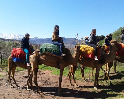 Day Camel Trek & Hike