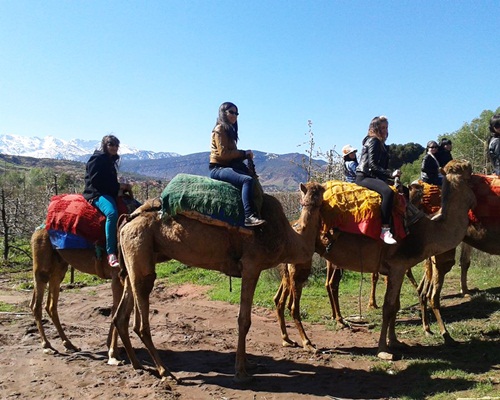 Day Camel Trek & Hike